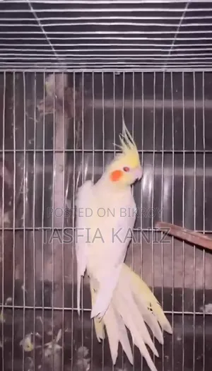 Cockateil Bird for Sell