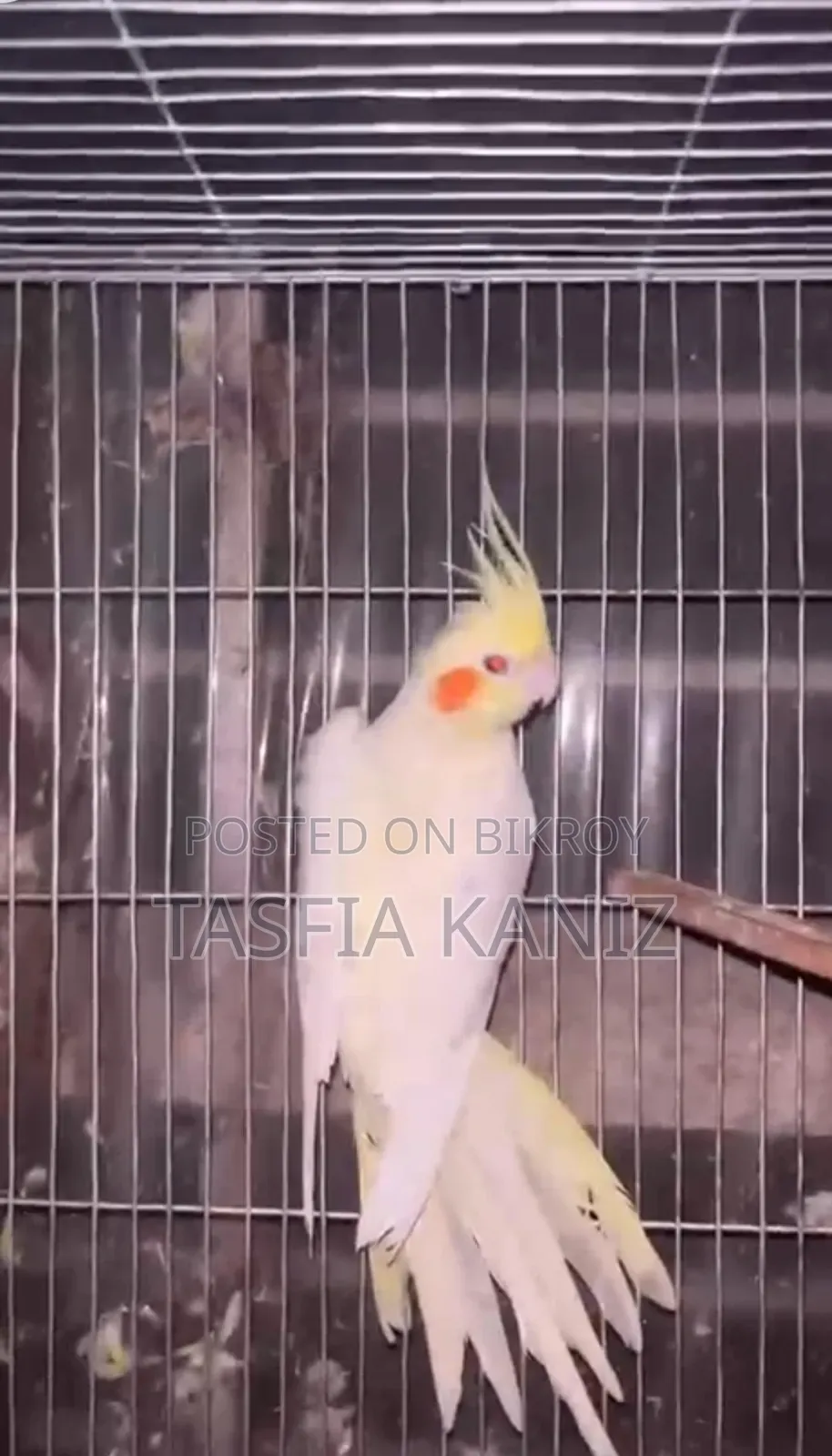 Cockateil Bird for Sell