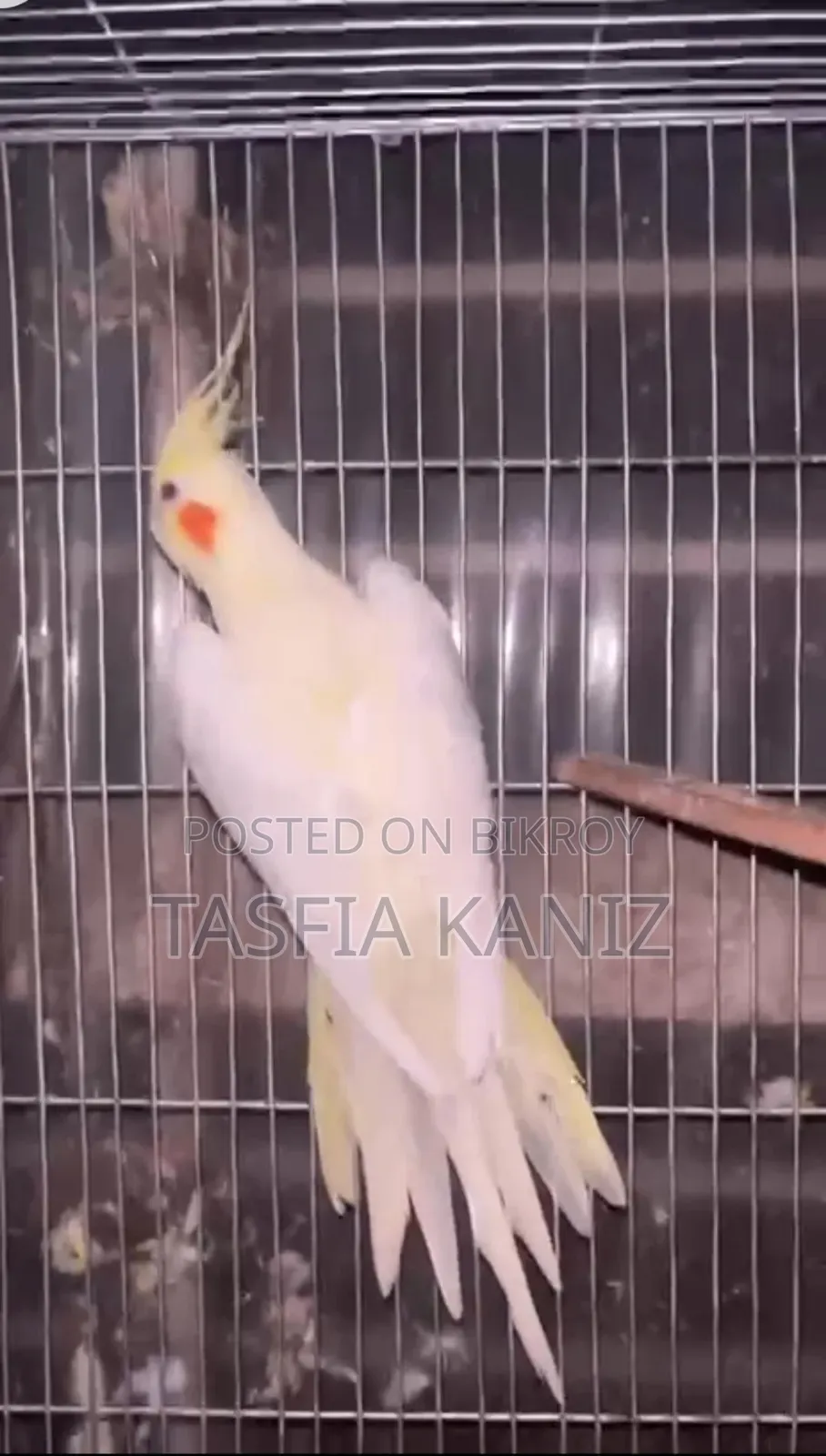 Cockateil Bird for Sell