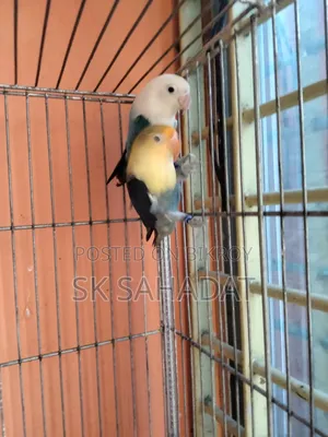 Lovebird Parrot