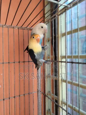 লাভ বার্ড পাখি