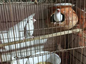 Fully adult farm-raised white Java birds that have laid eggs and hatched chicks for sale.