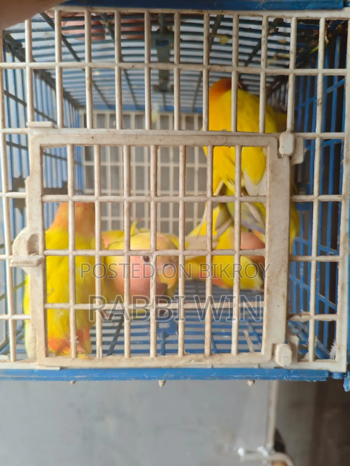 Love Bird for Sale