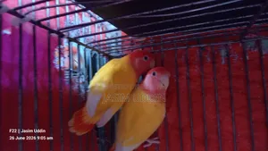 Lutino Red Head Opaline Running Pair