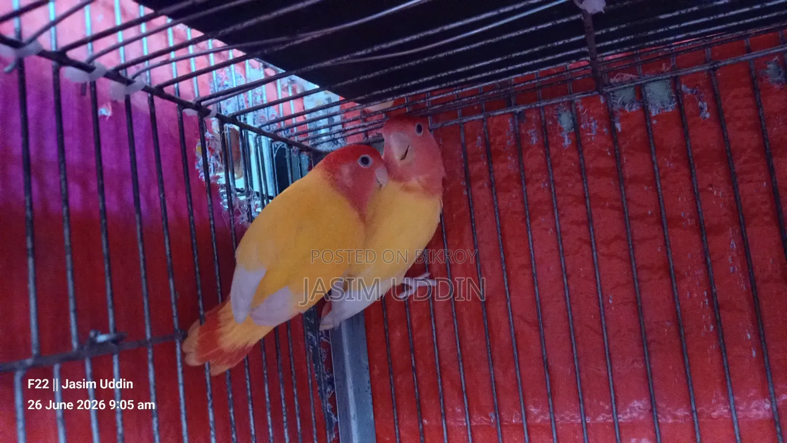 Lutino Red Head Opaline Running Pair
