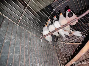 লংটেইল ফিঞ্চ পুরুষ