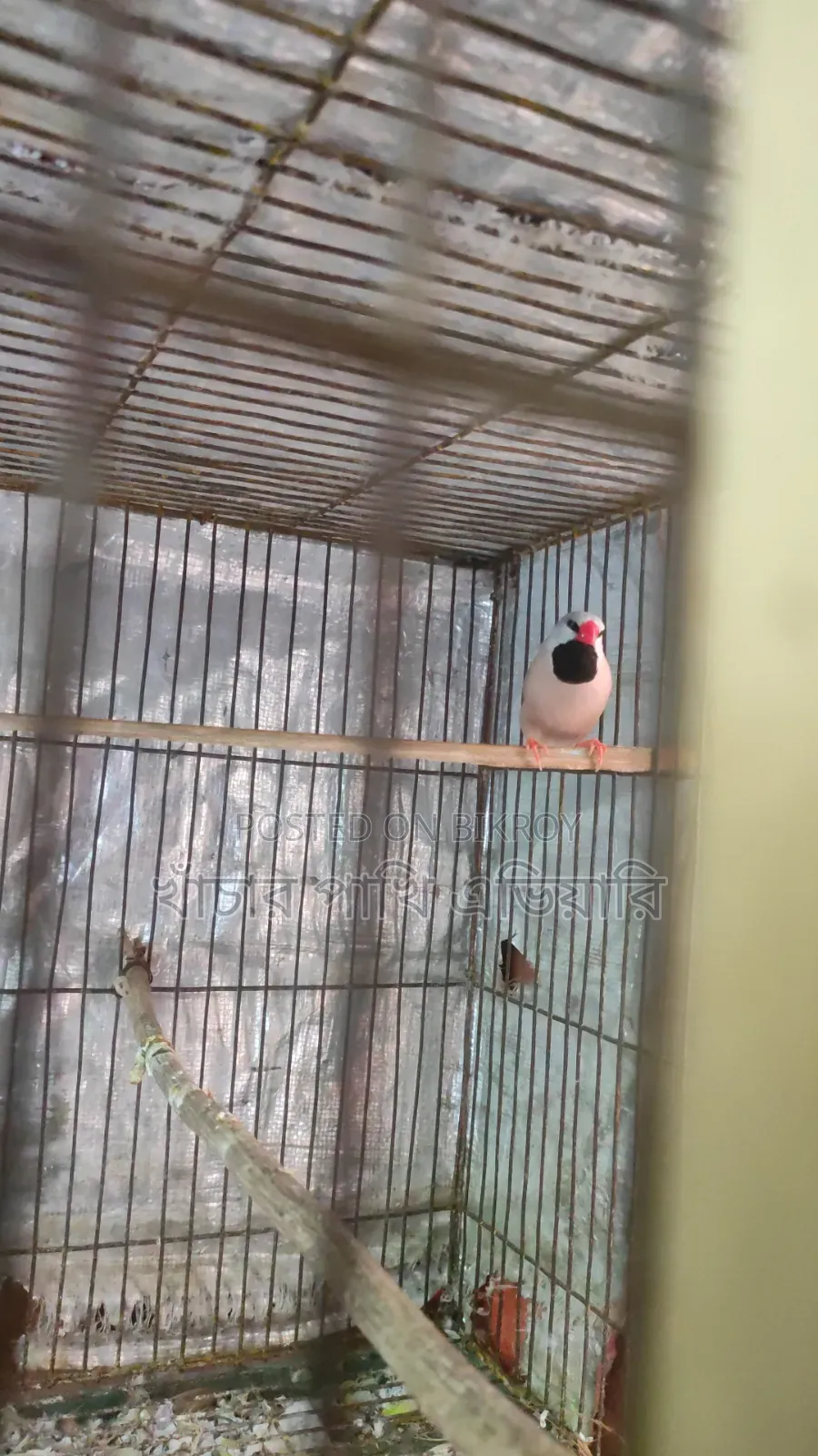 Longtail Finch Male