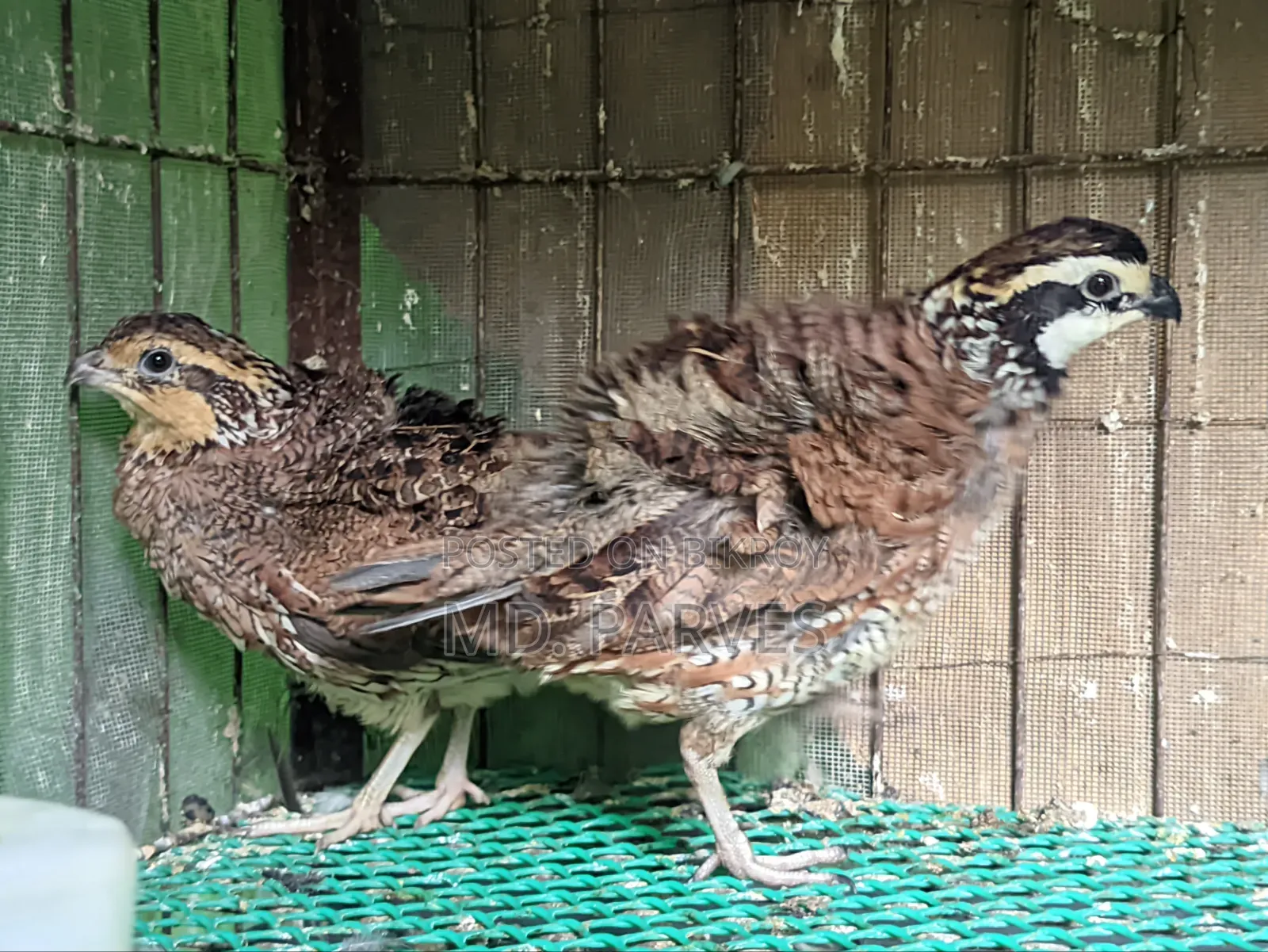 Northern Bobwhite Quail