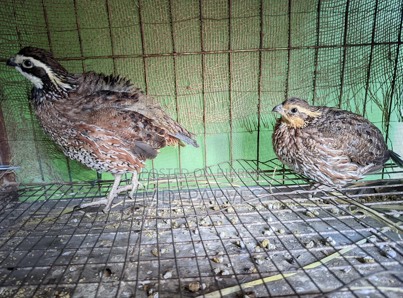 Northern Bobwhite Quail