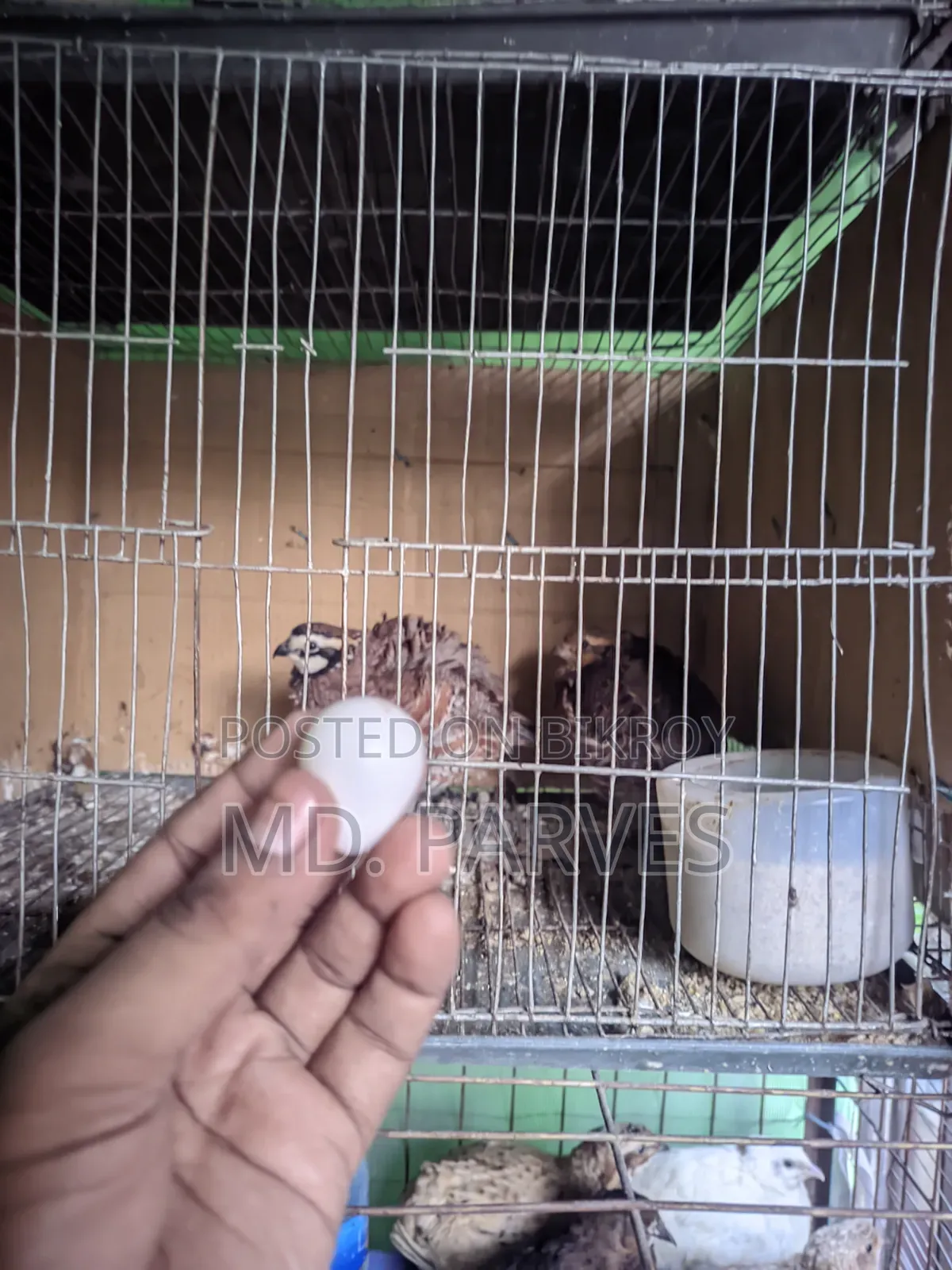 Northern Bobwhite Quail
