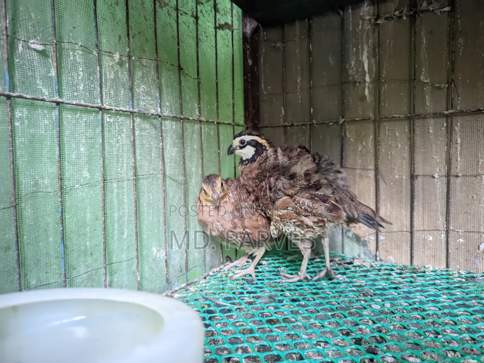 Northern Bobwhite Quail