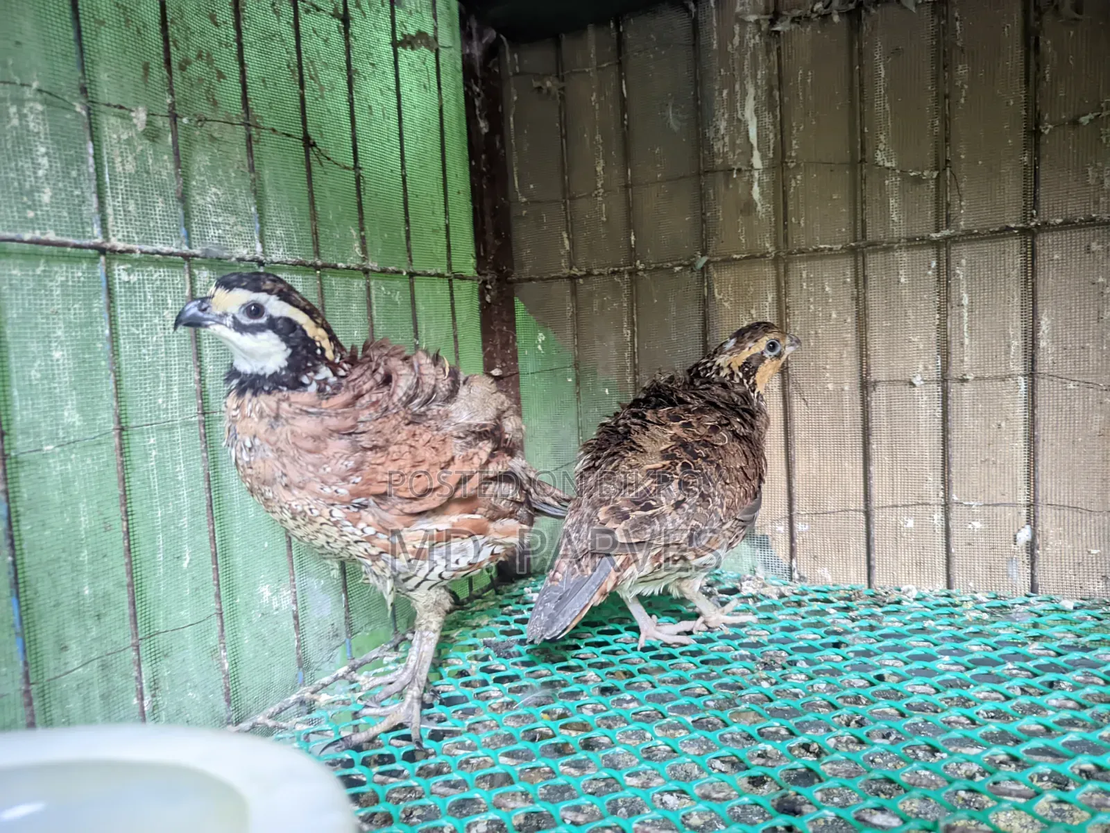 Northern Bobwhite Quail