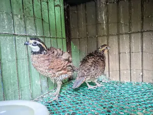 Northern Bobwhite Quail