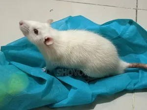Swiss Albino White Mouse