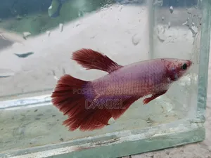 Betta fish at market challenging price
