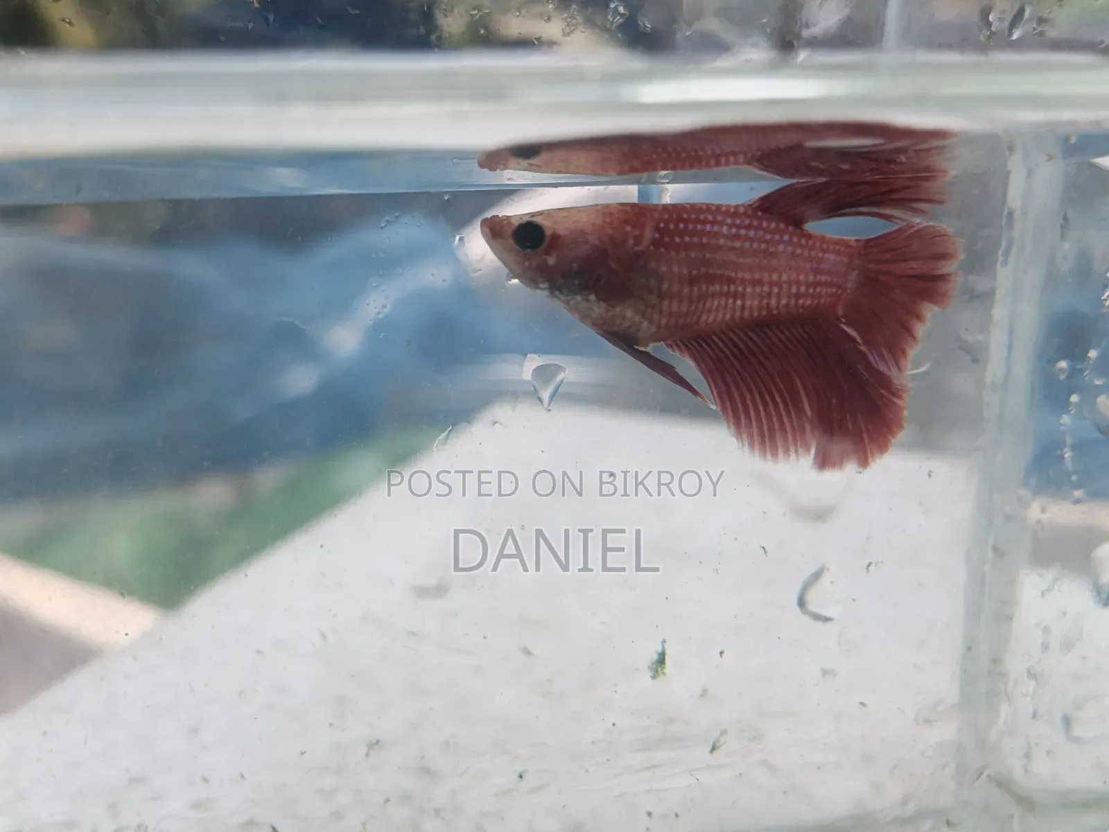 Betta fish at market challenging price