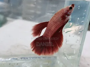 Betta fish at market challenging price