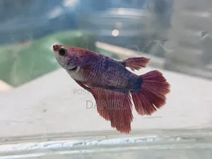 Betta fish at market challenging price