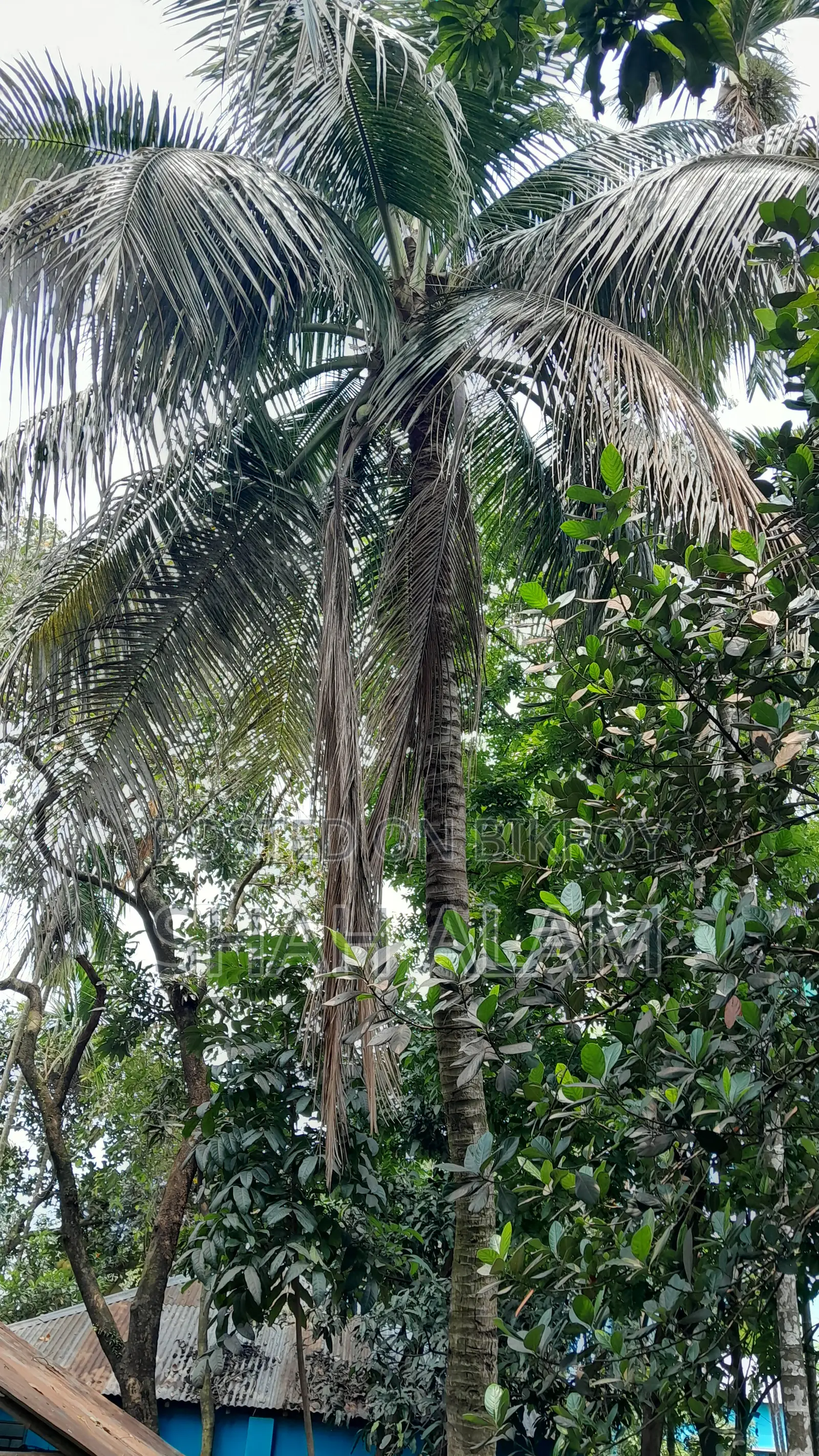 Land for sale in Dhap, Rangpur