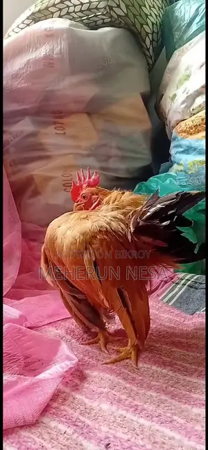 সেরামা মুরগি
