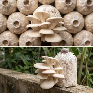 Fresh Oyster Mushroom | Fresh Mushroom | Home Delivery Dhaka