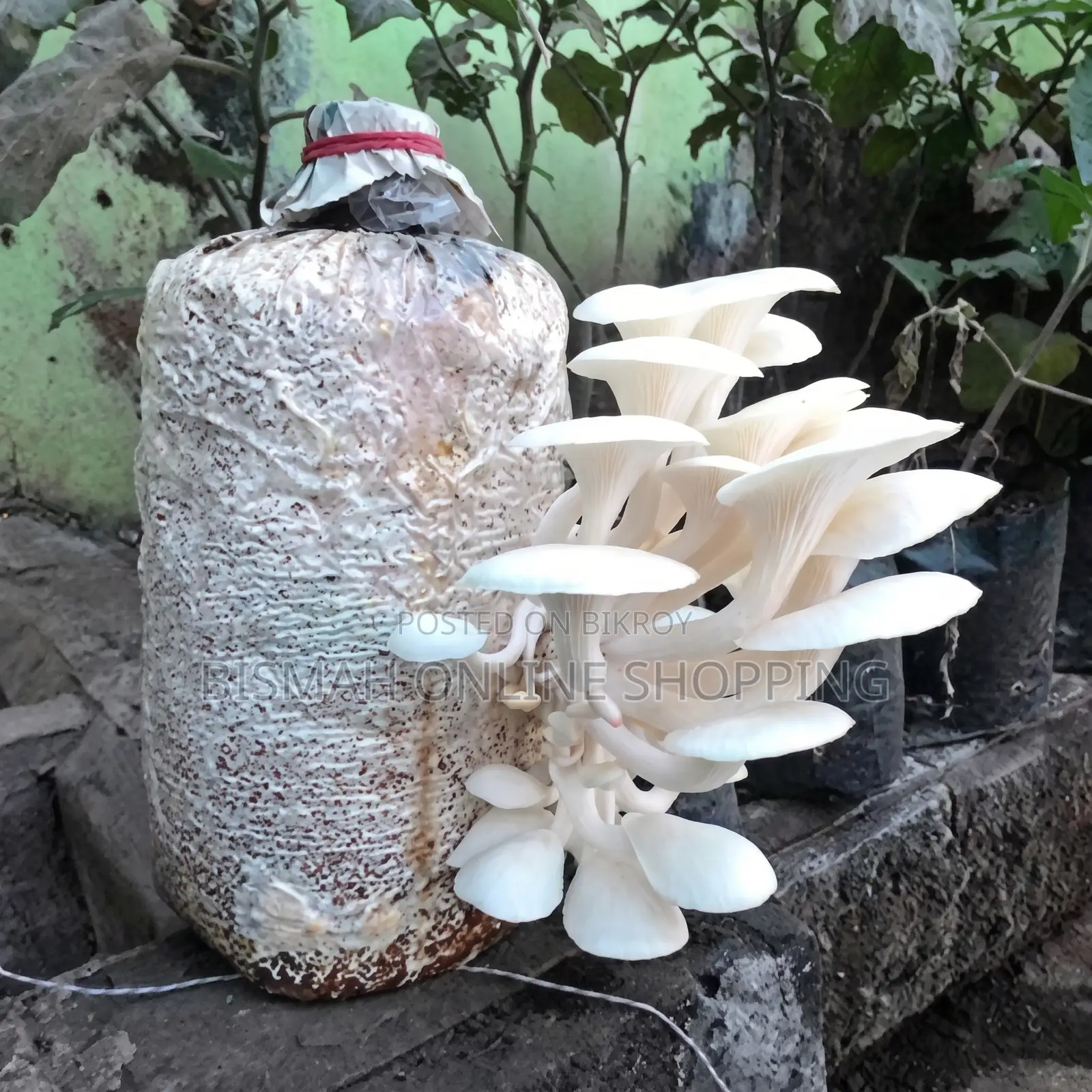Fresh Oyster Mushroom | Fresh Mushroom | Home Delivery Dhaka