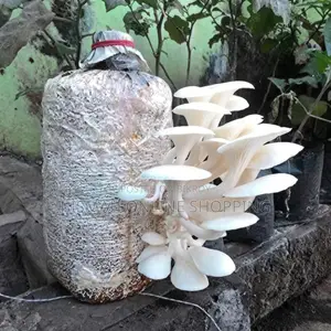 Fresh Oyster Mushroom | Fresh Mushroom | Home Delivery Dhaka