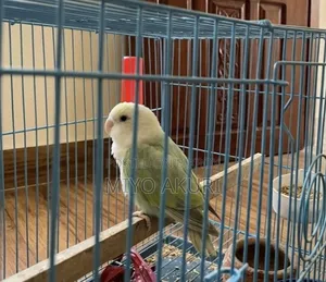 Love Bird Female