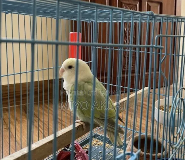 Love Bird Female