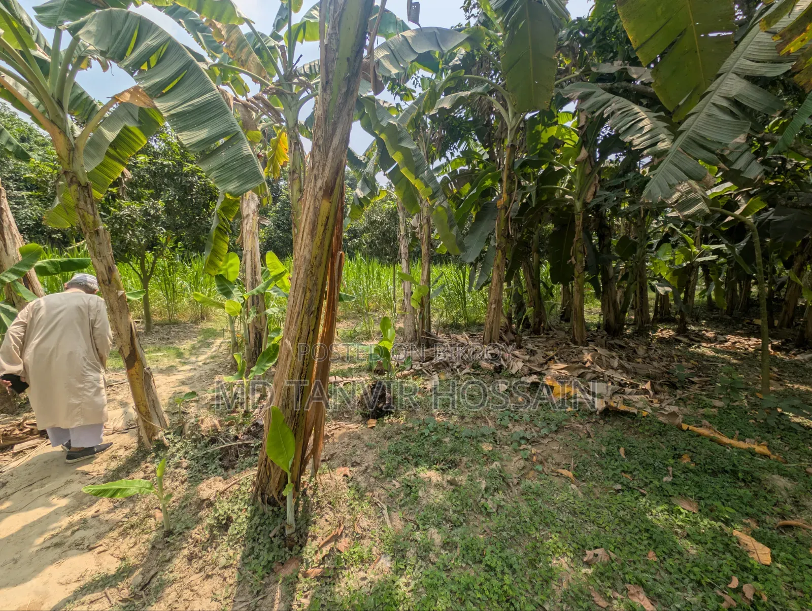 7.5 Katha Land Sell (Near Charghat-Rajshahi)