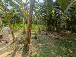 ৭.৫ কাঠা জমি বিক্রয় (চারঘাট-রাজশাহীর নিকটে)