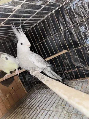 Cockatiel Female Bird, White Face Cinnamon Pearl Female.