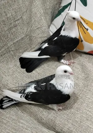 কবুতর বিক্রি হবে