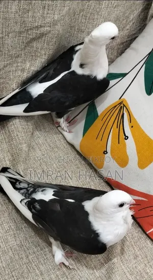Pigeons for sale