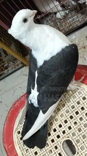 Pigeons for sale