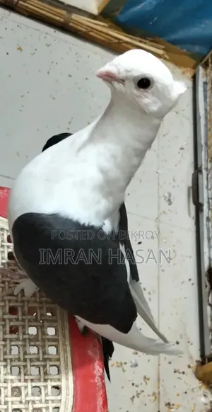 Pigeons for sale