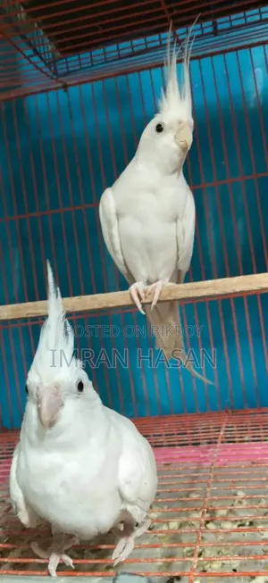 ককাটেল বিক্রির জন্য