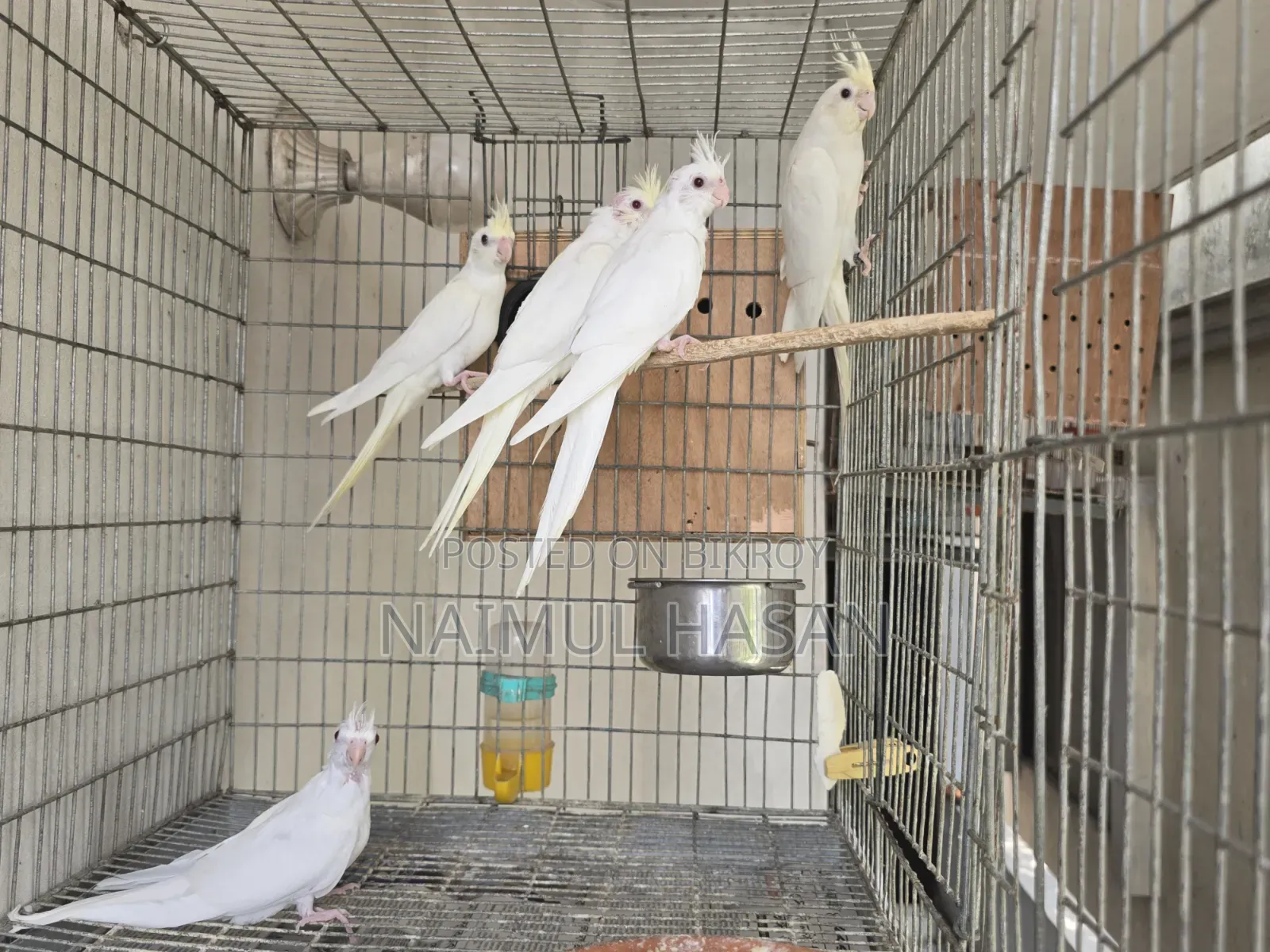 Cf Ino, Albino