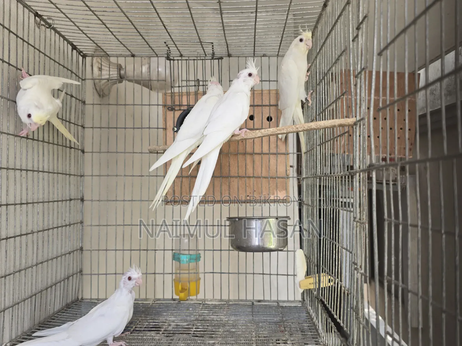 Cf Ino, Albino