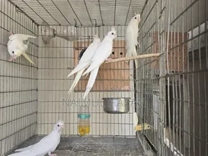 Cf Ino, Albino