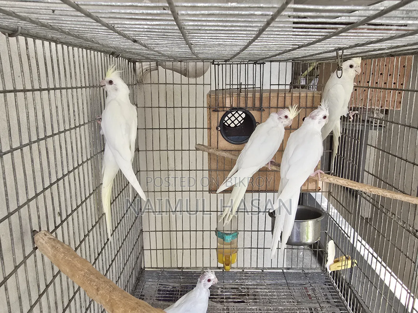 Cf Ino, Albino