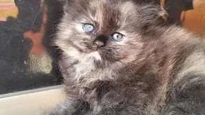 1-3 Months Male Mixed Breed Persian