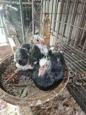 Pigeon squabs for consumption. Must be collected from home.