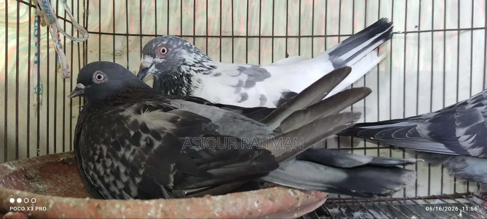 সবজি কবুতর