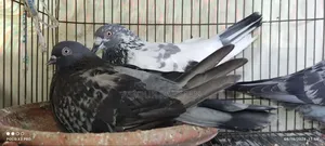সবজি কবুতর