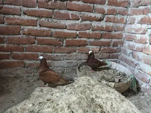 Mukkhi Pigeon 1 Pair