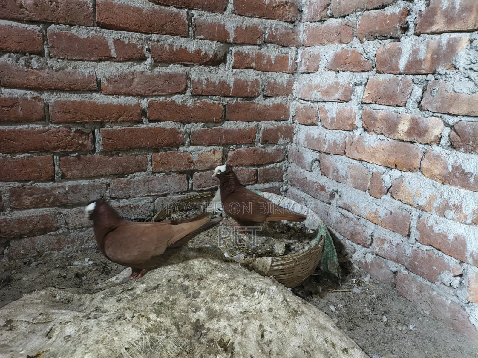Mukkhi Pigeon 1 Pair