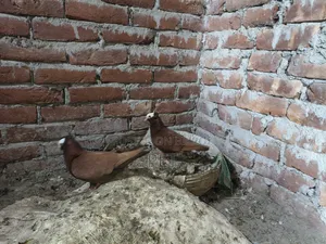 Mukkhi Pigeon 1 Pair
