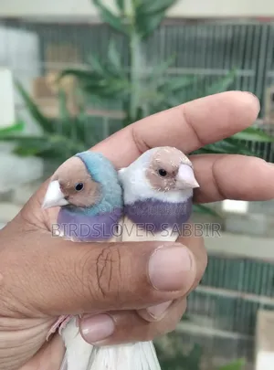 Blue and Silver Gouldian Finch birds.