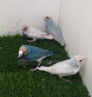 Blue and Silver Gouldian Finch birds.